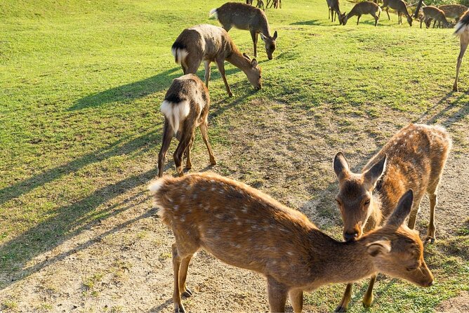 Nara Day Trip From Kyoto With a Local: Private & Personalized - Pricing and Booking Information