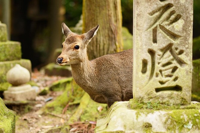 Nara Day Trip From Osaka With a Local: Private & Personalized - Whats Included in the Tour