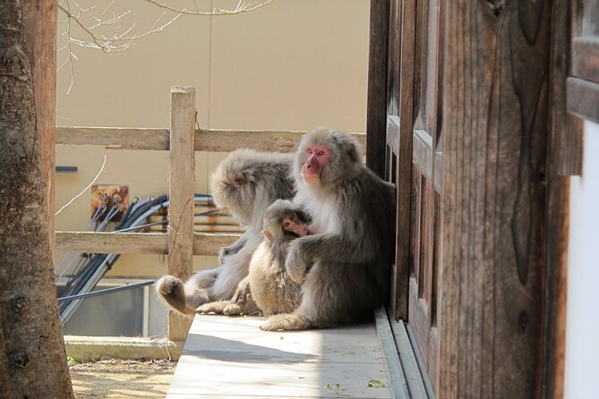 Snow Monkey & Shibu Onsen Afternoon Tour From Iiyama or Nozawa - How to Book Your Tour