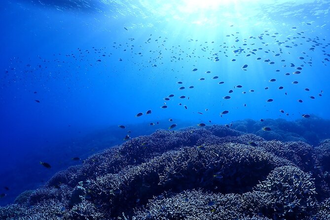 Boat Fundive 2Dives at Minna Isl or Sesoko , Okinawa - Meeting Point and Schedule