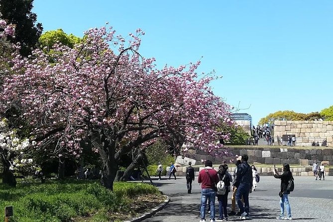 Cherry Blossom Highlights, Asakusa, Ueno, Imperial Palace Garden - Imperial Palace Garden Highlights