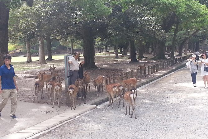 Fushimi Inari & Nara Highlights Tour - Tour Itinerary Details