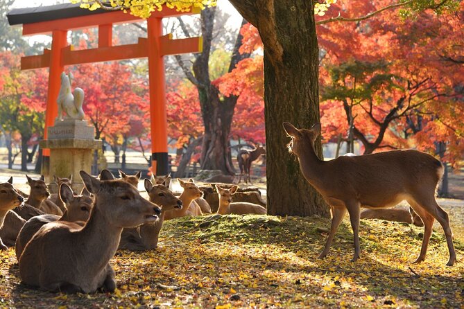 Kyoto and Nara Golden Route 1-Day Bus Tour From Kyoto - Tips for a Successful Tour