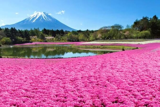 Mount Fuji and Hakone Private Tour With English Speaking Driver - Accessibility Features