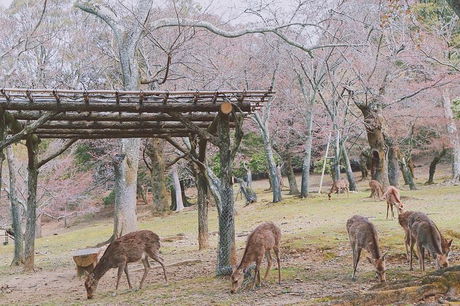 Nara Custom Full Day Tour - Customer Testimonials