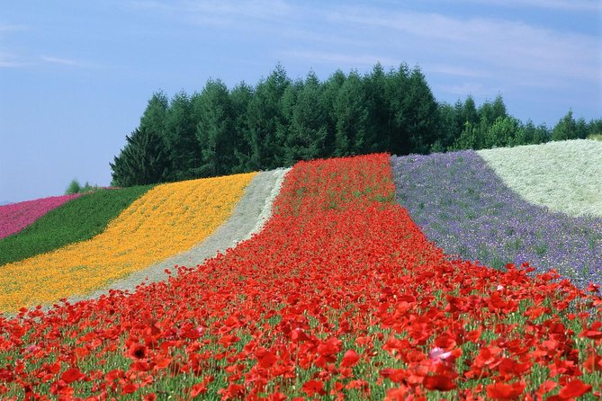 Private Car Tour of Furano and Biei in Hokkaido With Local Guide - Pricing Details and Reviews