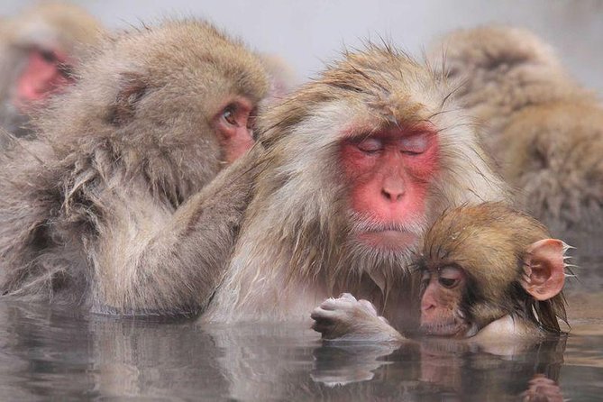 Snow Monkey Park Tour, From/To Tokyo, up to 12 Guests - Experience Expectations