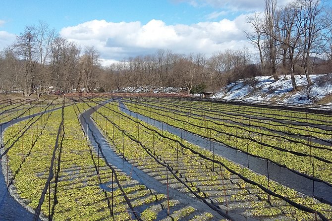 Wasabi Farm Discovery Walking Tour - Pricing Details