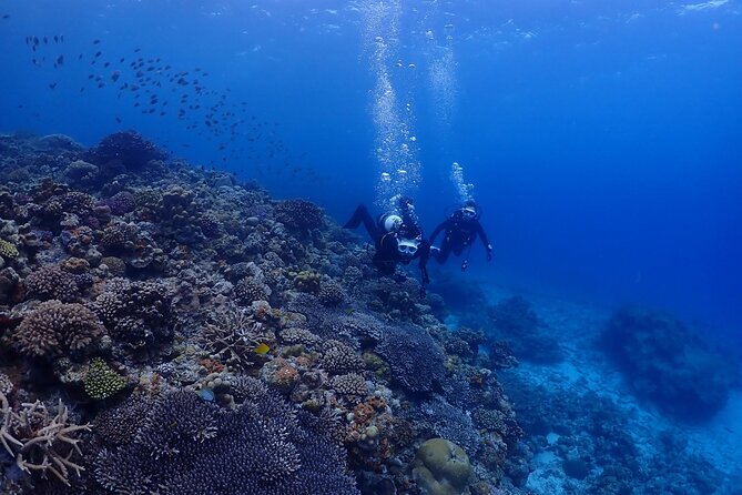 Boat Fundive 2Dives at Minna Isl or Sesoko , Okinawa - Pricing and Availability Details