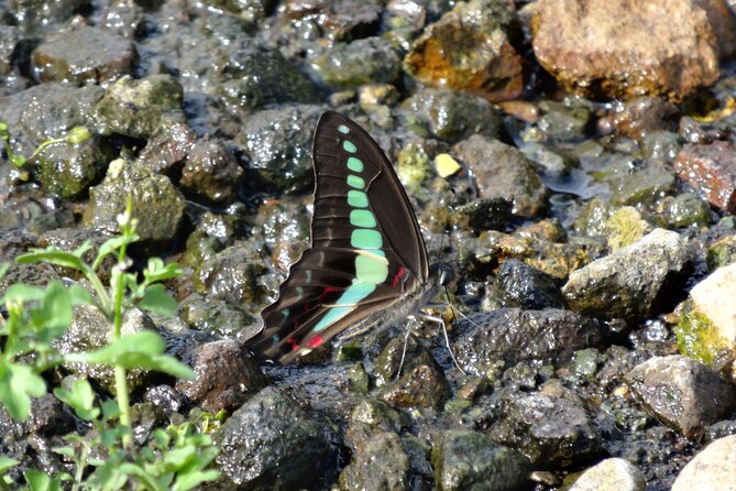 Easygoing Nature Walk in Hakone Tour - Accessibility Information