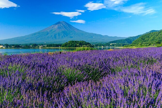 Mt. Fuji Area Tour Tokyo DEP: English Speaking Driver, No Guide - Accessibility Features