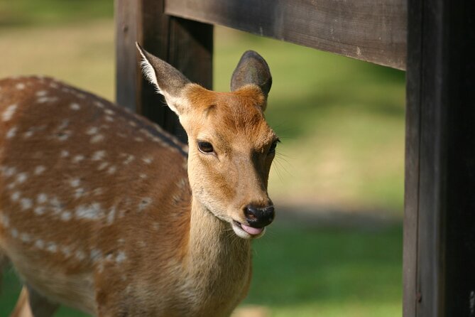 Nara Half Day Bus Tour From Kyoto - Tips for Travelers