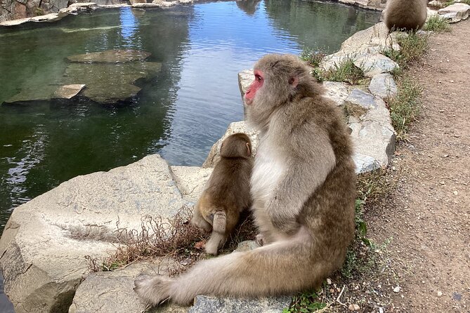 Snow Monkey Park Tour, From/To Tokyo, up to 12 Guests - Reviews and Feedback