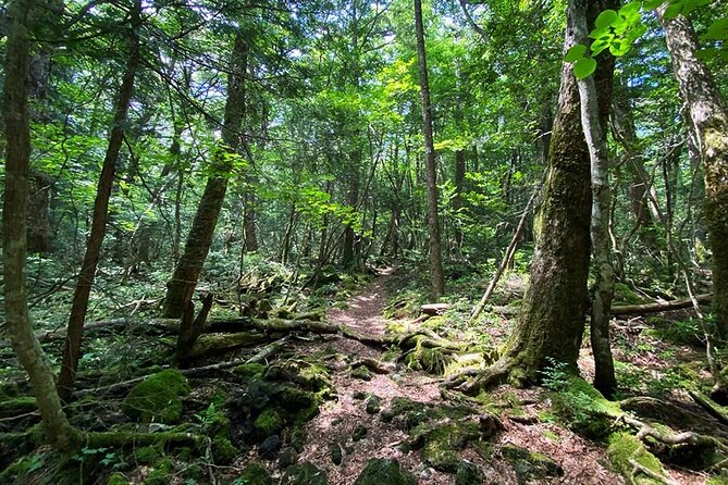 Aokigahara Nature Conservation Full-Day Hiking Tour - Customer Reviews and Ratings