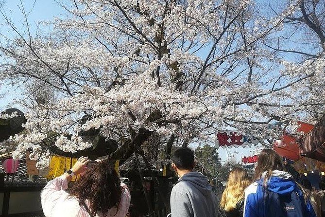 Cherry Blossom Highlights, Asakusa, Ueno, Imperial Palace Garden - Culinary Delights at Tsukiji Fish Market