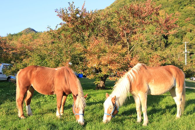 Horseback-Riding in a Country Side in Sapporo - Private Transfer Is Included - Reviews and Testimonials