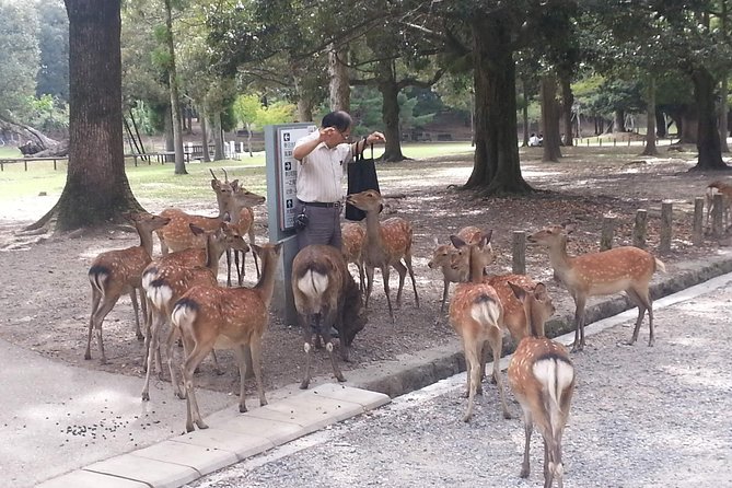 Nara Todaiji Lazy Bird Tour - Tips for an Enjoyable Experience