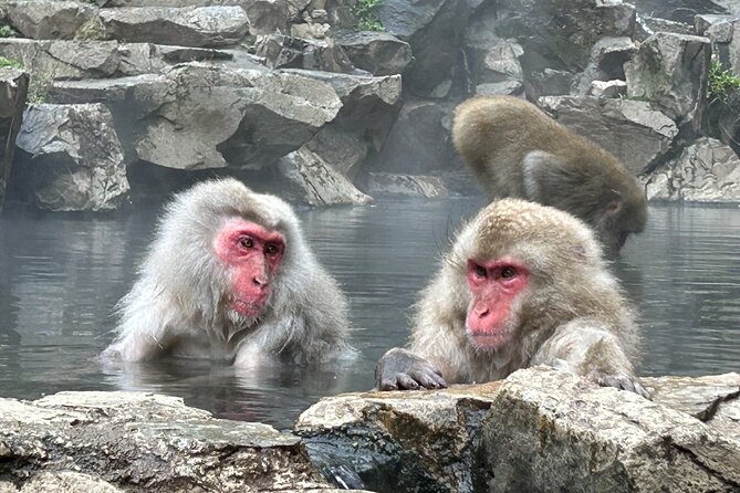 Snow Monkey Park Tour, From/To Tokyo, up to 12 Guests - Booking Process