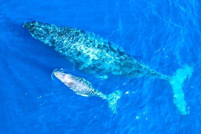 Great Whale Watching at Kerama Islands and Zamami Island - Additional Features and Amenities