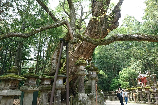 Relax in Nara: Deer Park, Todai-ji Temple and Merchants Town - Booking Information