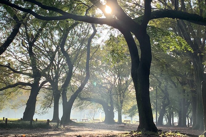 Sacred Morning Walk and Brunch Meiji Shrine - Traveler Reviews and Feedback