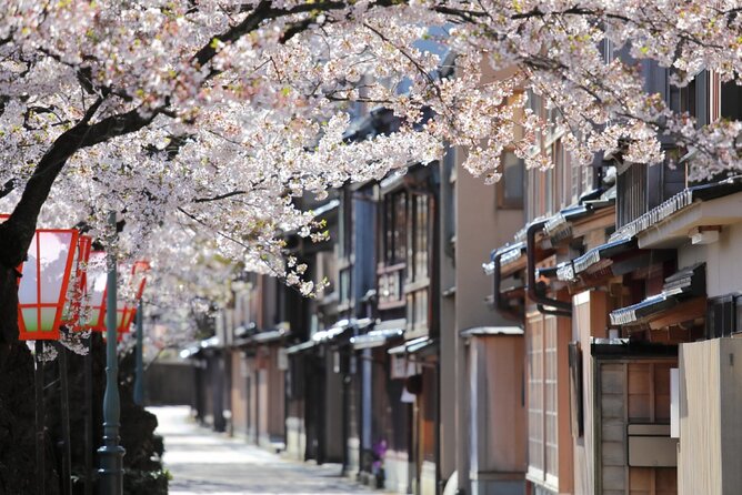 4 Hour Unique Kanazawa Cherry Blossom Sakura Private Experience - Highlights of the Tour