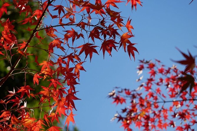 Autumn Leaves Private Tour in Nagoya - Highlights of the Experience