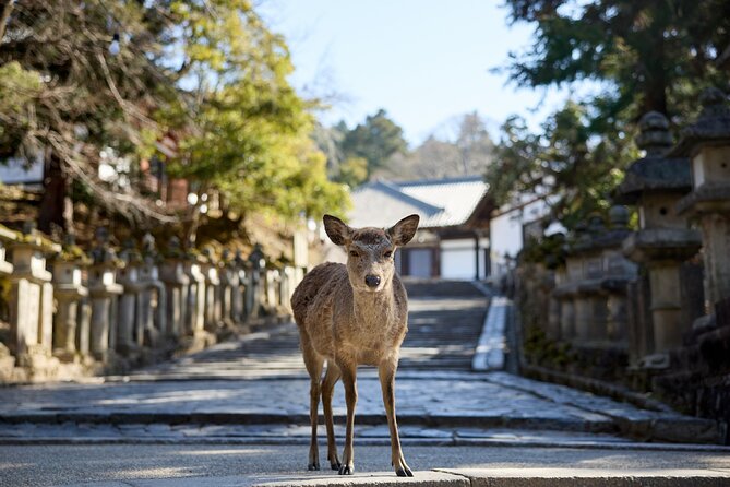 Full Day Guided Tour to Kyoto and Nara From Osaka - Meeting and Pickup Details