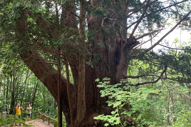 Hiking + Ropeway (Special Mountain View!) - Meeting Point and Directions