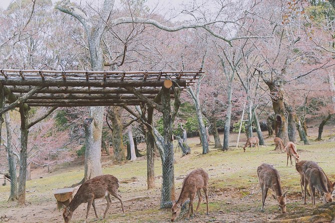 Nara Custom Half Day Tour - Customization Options Available