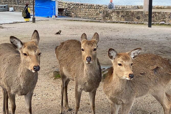 Private Hiroshima and Miyajima Guided Tour - Exploring Miyajima Island