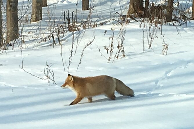 Private Snow Shoe Tour in Shiretoko National Park - Whats Included in the Package