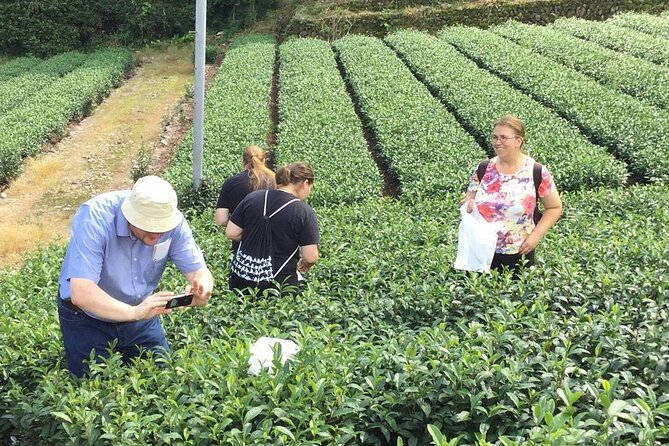 Shizuoka Tea Picking Private Experience - What to Expect During the Tour