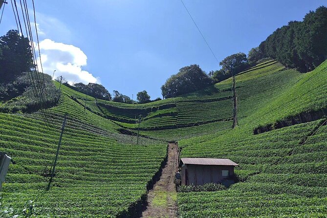 Small Group Japanese Green Tea Tasting in Shizuoka - Whats Included in the Tour