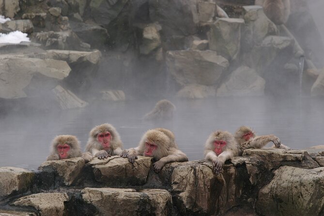 Snow Monkey Park & Miso Production Day Tour From Nagano - Itinerary Highlights