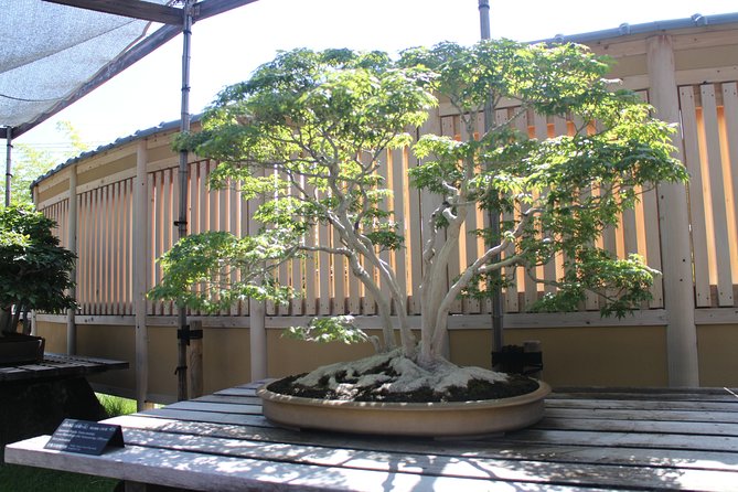 Bonsai Museum & Bonsai Experience - Highlights of the Bonsai Experience