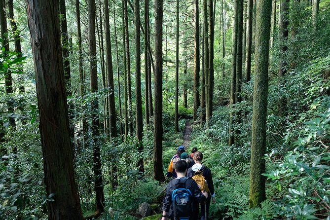 Half Day Forest Bathing in Hakone Geopark - What to Expect During the Tour