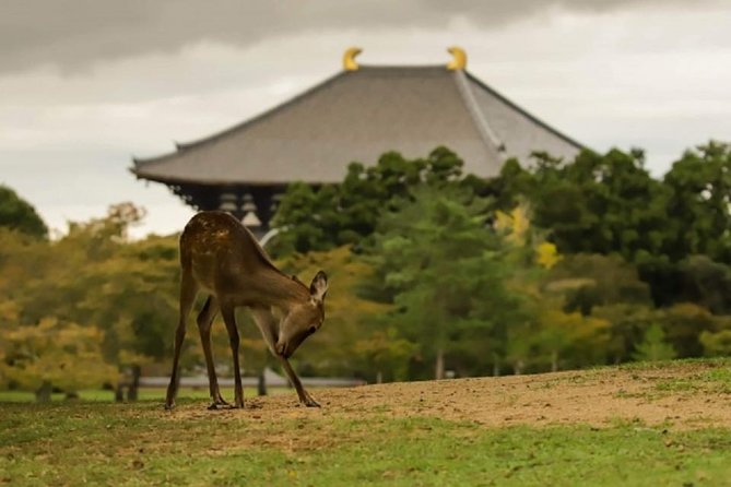 Nara Private Tour by Public Transportation From Osaka - Highlights of Nara Attractions