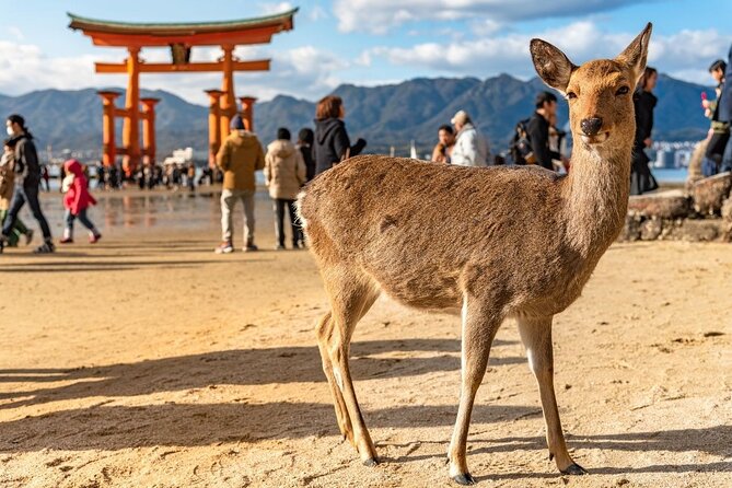 Private Hiroshima Tour With a Local, Highlights & Hidden Gems, 100% Personalised - Highlights and Hidden Gems