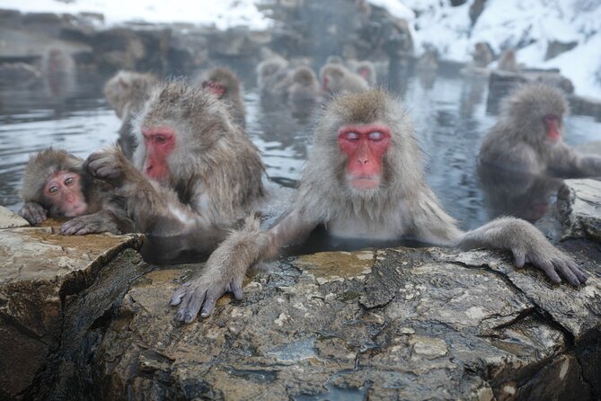 Snow Monkey Park & Miso Production Day Tour From Nagano - What to Expect