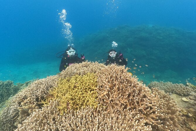 Trial Boat Dive 1 DIve at Minna or Sesoko , Okinawa - Pricing and Availability