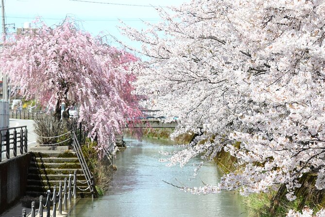 4 Hour Unique Kanazawa Cherry Blossom Sakura Private Experience - Accessibility Features