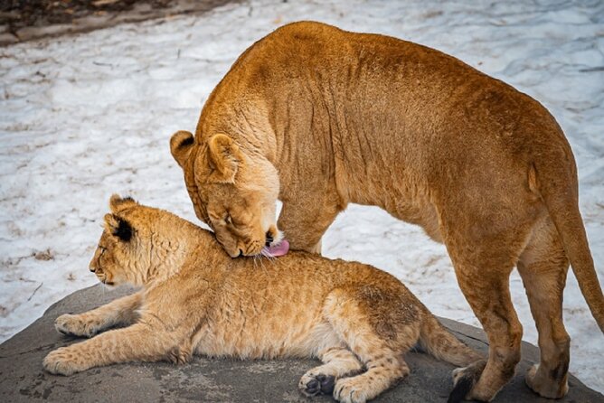 Hokkaido Asahiyama Zoo,Furano and Biei English/Chinese Bus Tour - Booking Process