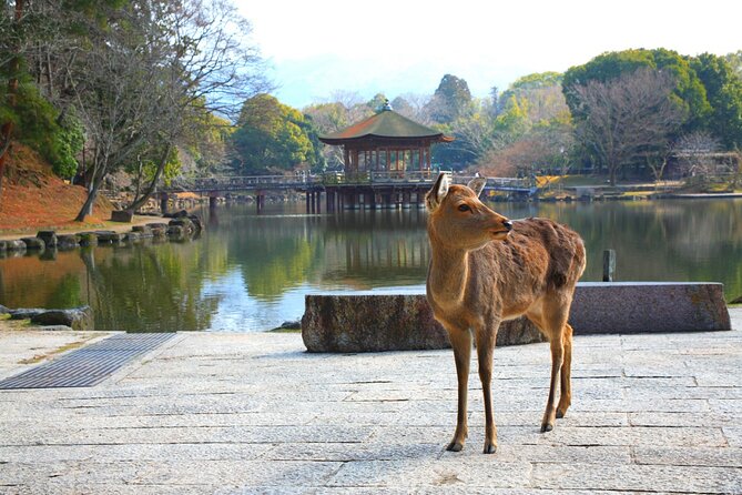 Private Journey in Nara's Historical Wonder - Pricing and Group Size Options