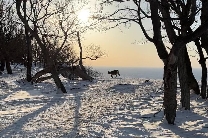 Private Snow Shoe Tour in Shiretoko National Park - Pricing and Cancellation Policy