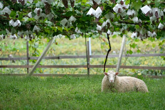 Private Wine Tasting Tour in Yamanashi Prefecture - Meeting and Pickup Information