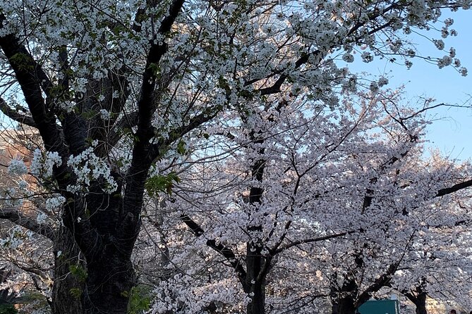 Cherry Blossom Tour in Tokyo - Tips for a Great Tour