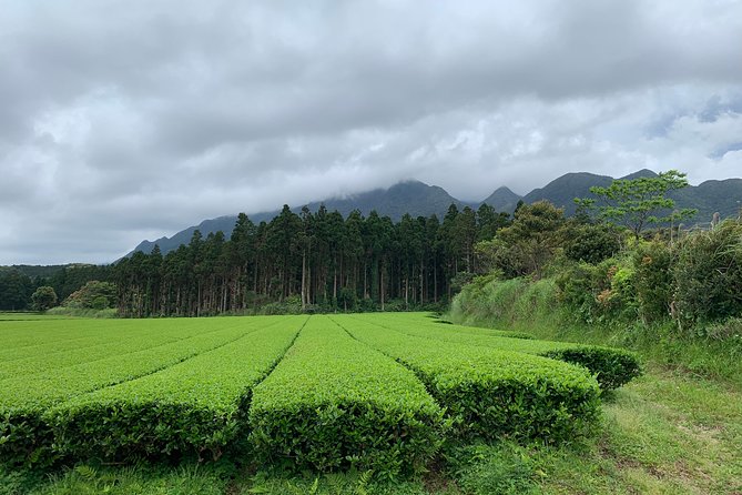 Discovery of Yakushima - Transportation Options