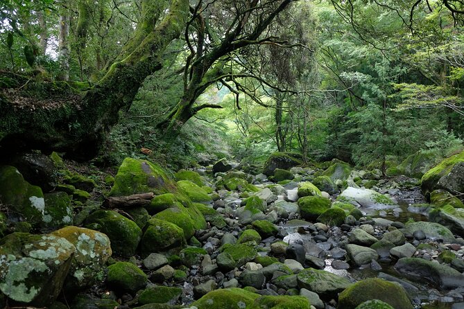 Half Day Forest Bathing in Hakone Geopark - Transportation and Costs