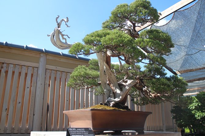 Bonsai Museum & Bonsai Experience - Customer Reviews and Feedback